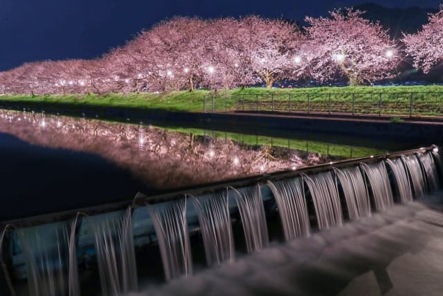 流川桜並木