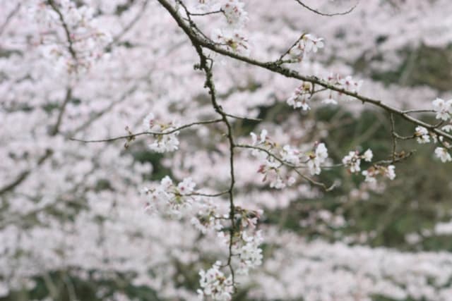 千葉　桜
