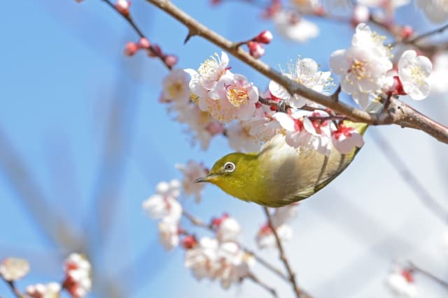梅とメジロ