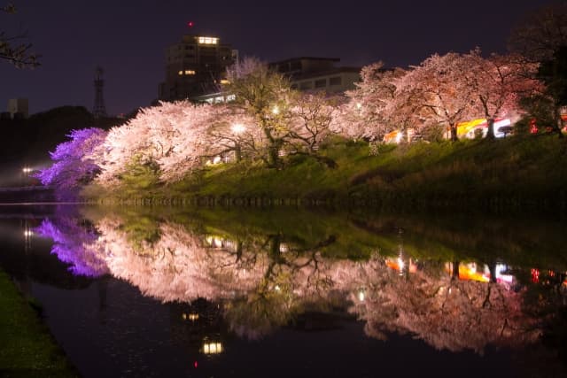 舞鶴公園 夜桜