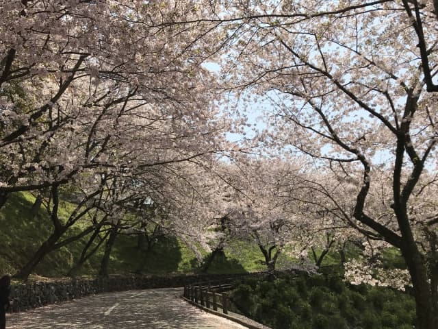 愛知県の桜
