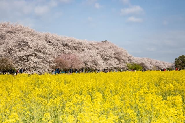 権現堂桜堤