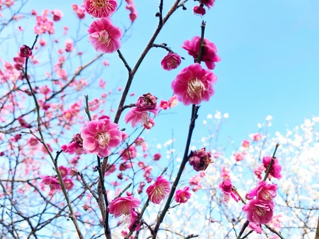谷保天満宮