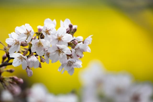権現堂桜堤