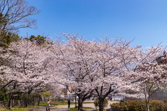 勝山公園