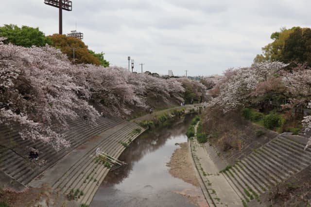 山崎川 四季の道