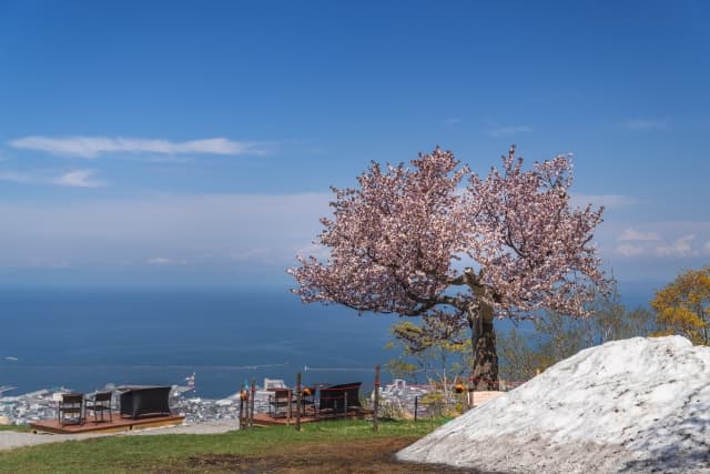 天狗山の一本桜