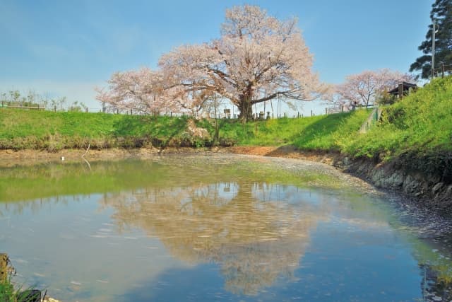 浅井の一本桜