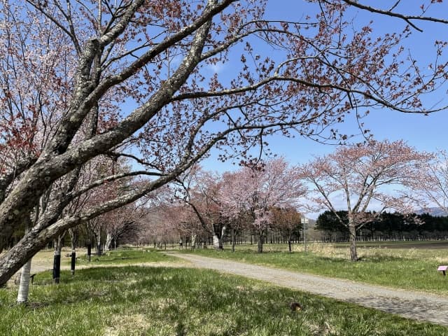二十間道路の桜並木
