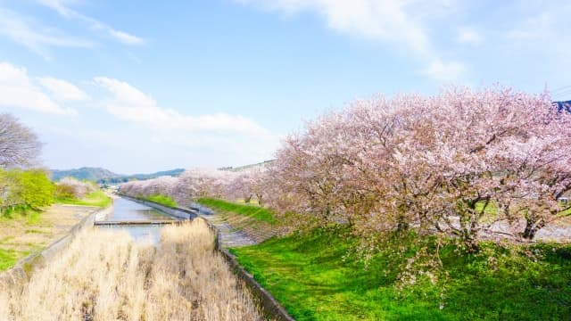 流川桜並木