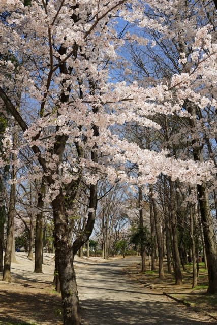 与野公園