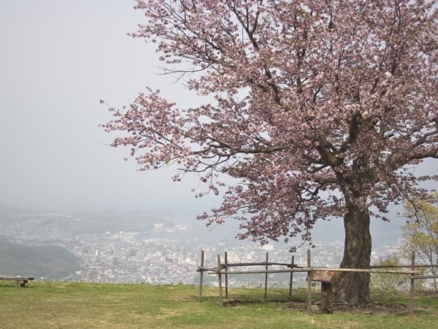天狗山の一本桜