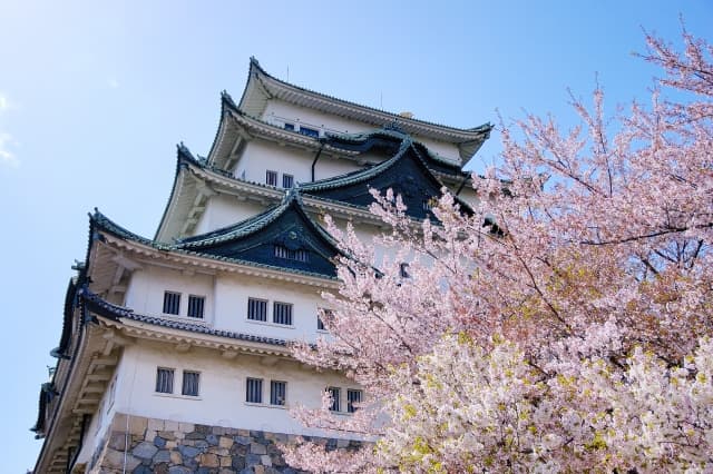 愛知県の桜