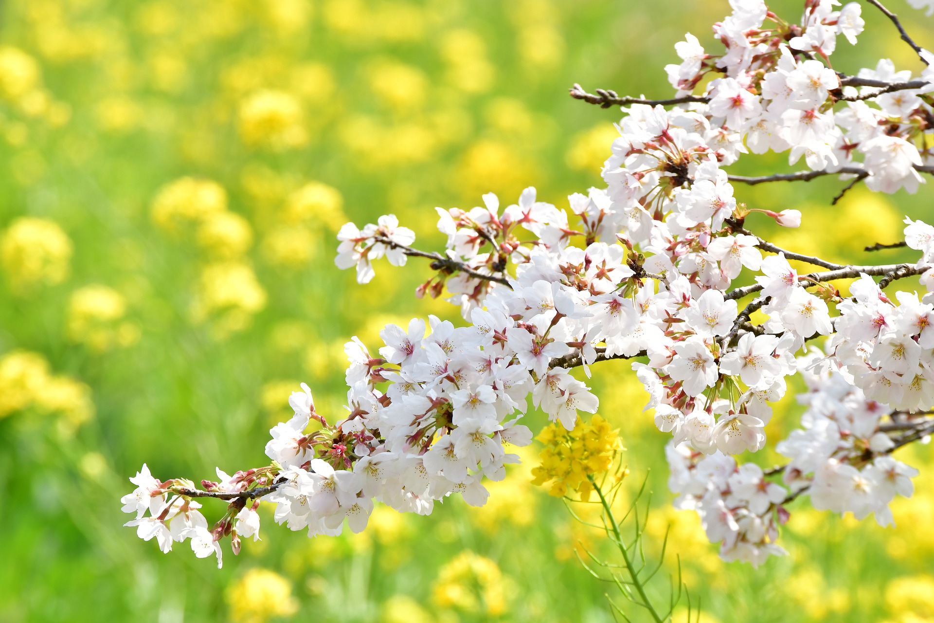 東京都の桜名所と見頃を紹介 花見 撮影におすすめランキングtop10 Goopass Travel Magazine 東京都の桜名所と見頃を紹介 花見 撮影におすすめランキングtop10 Goopass Travel Magazine