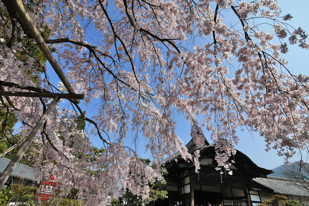 編集部オススメの撮影ポジション②三宝院の土牛の桜