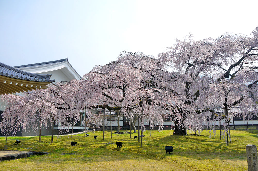 醍醐寺
