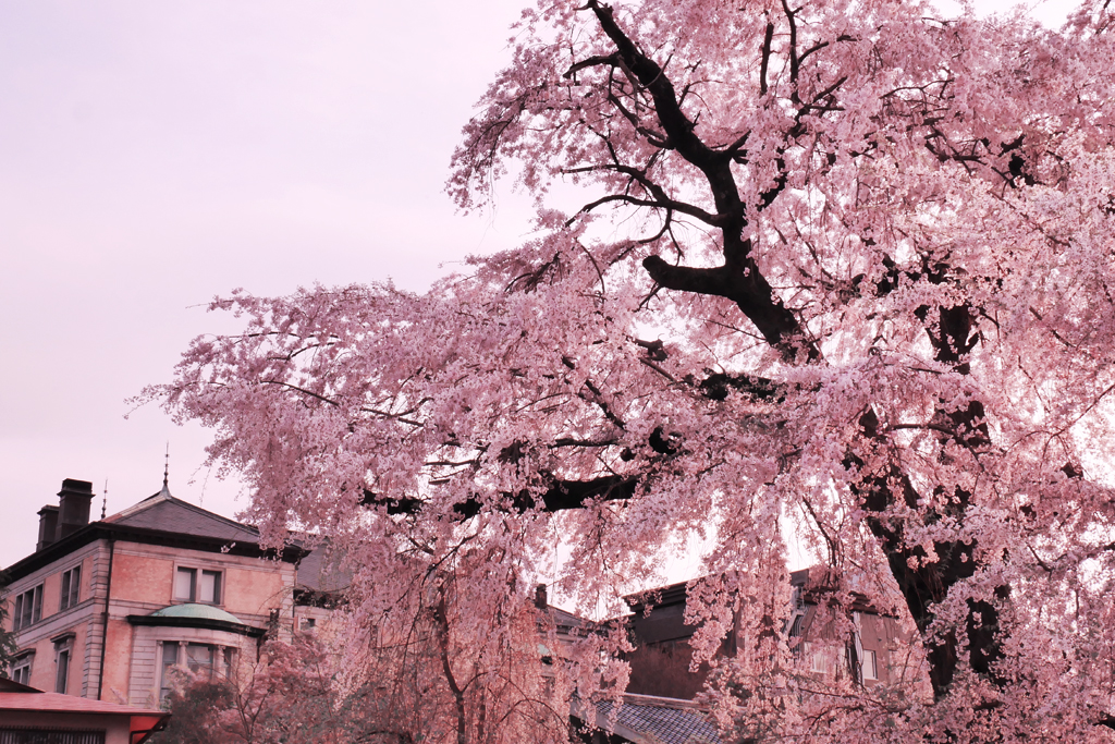 円山公園