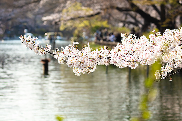 井の頭恩賜公園