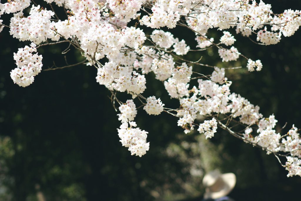 東京都での桜の撮影にオススメな機材の選び方