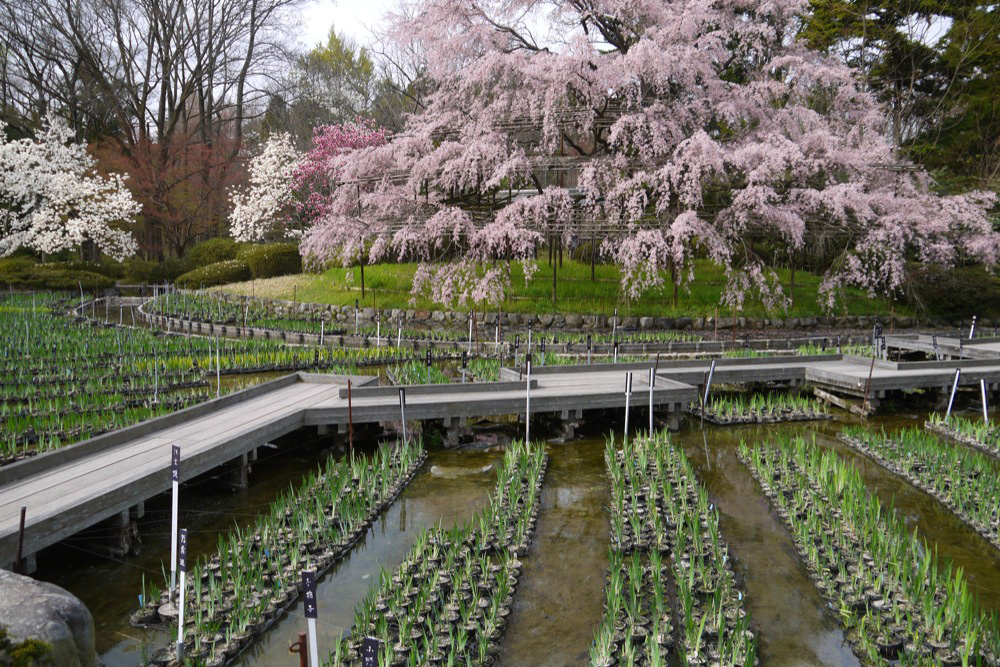 京都府立植物園