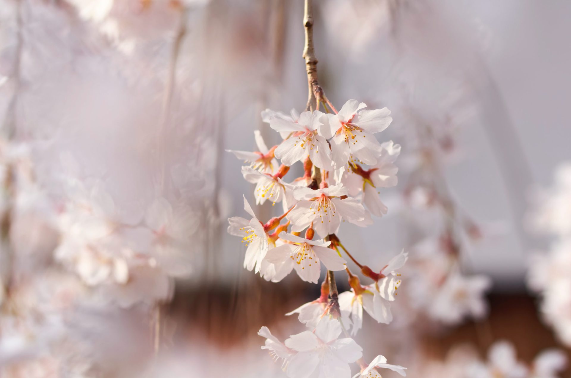 京都府の桜名所と見頃を紹介 花見 撮影におすすめランキングtop10 Goopass Travel Magazine
