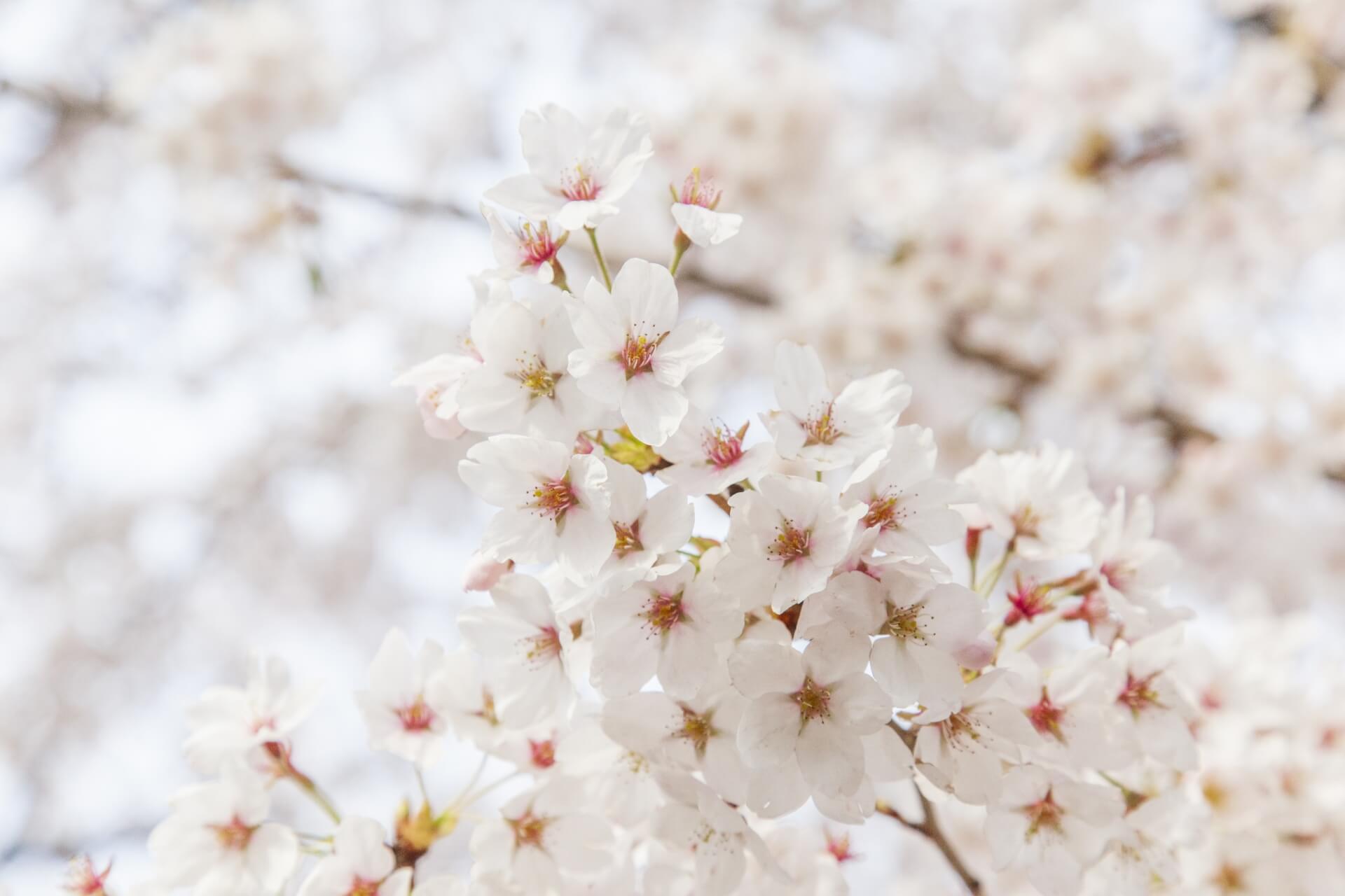 桜 | GOOPASS TRAVEL MAGAZINE