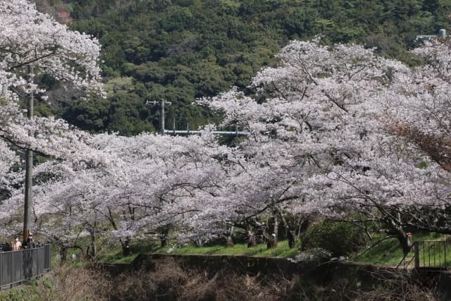 山中渓の桜並木