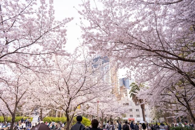 大阪　桜
