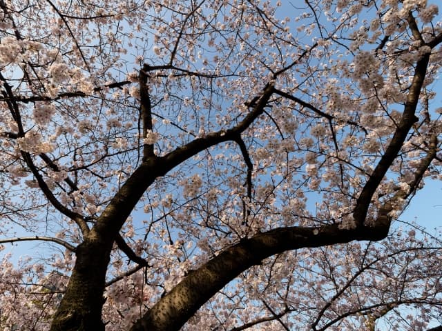 大阪　桜