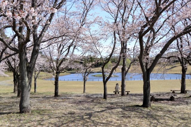 万博記念公園の桜