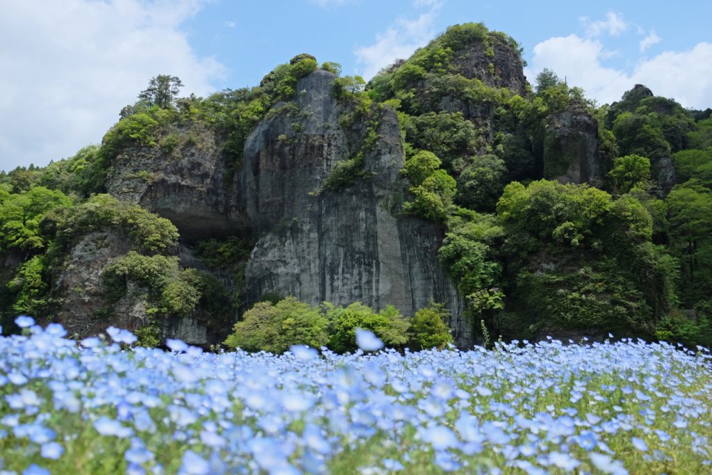 青の洞門のネモフィラ