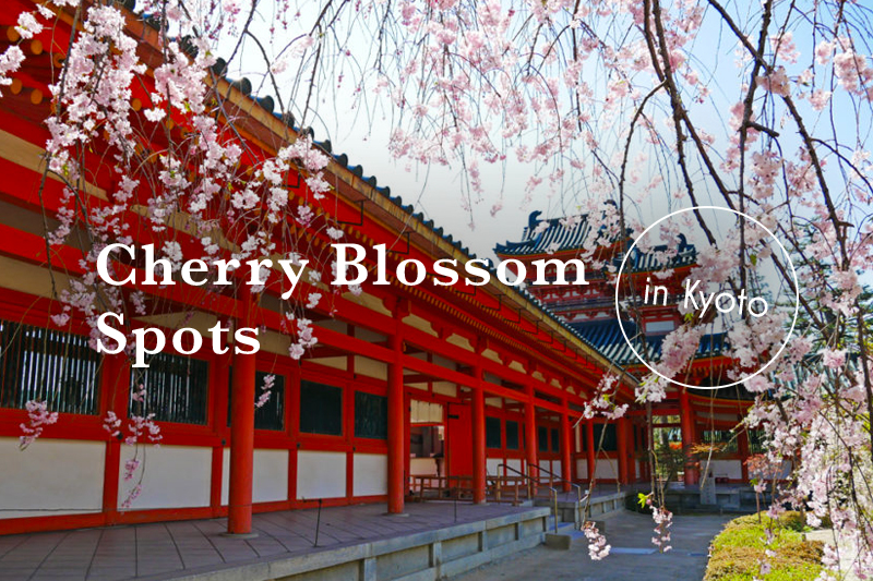 京都府の桜名所と見頃を紹介 花見 撮影におすすめランキングtop10 Goopass Travel Magazine