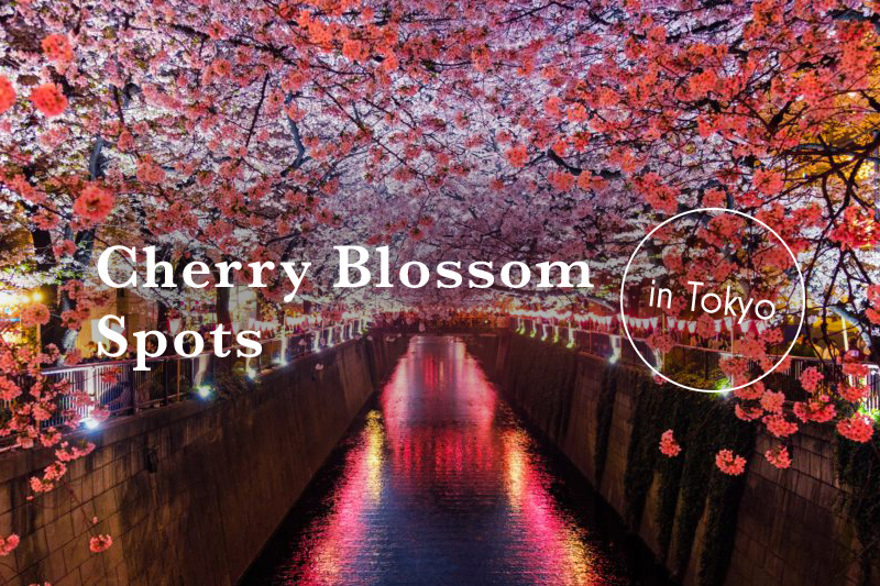 東京都の桜名所おすすめTOP10と例年の見頃を紹介します!