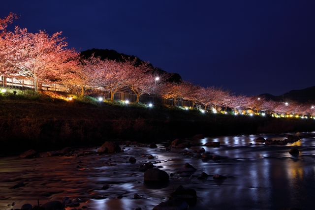 伊豆の河津桜