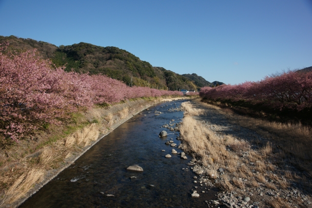 伊豆の河津桜