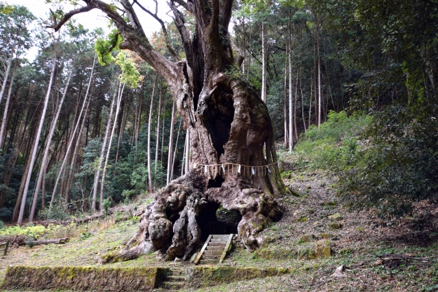 武雄の大楠