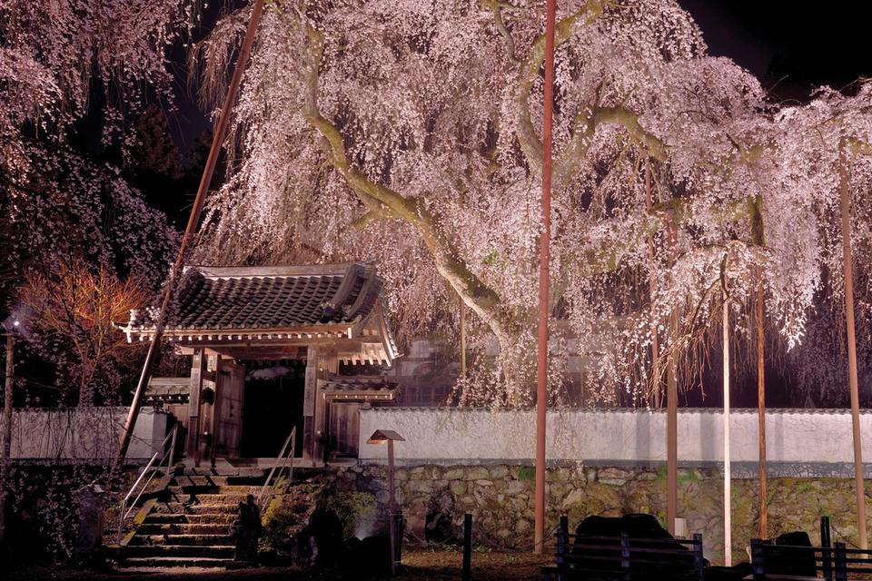 ライトアップされた清雲寺の枝垂れ桜