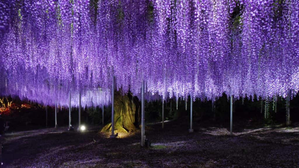 あしかがフラワーパークの夜景