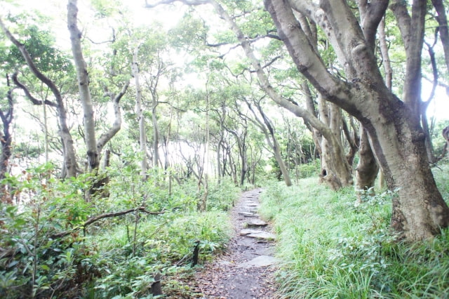 雄島