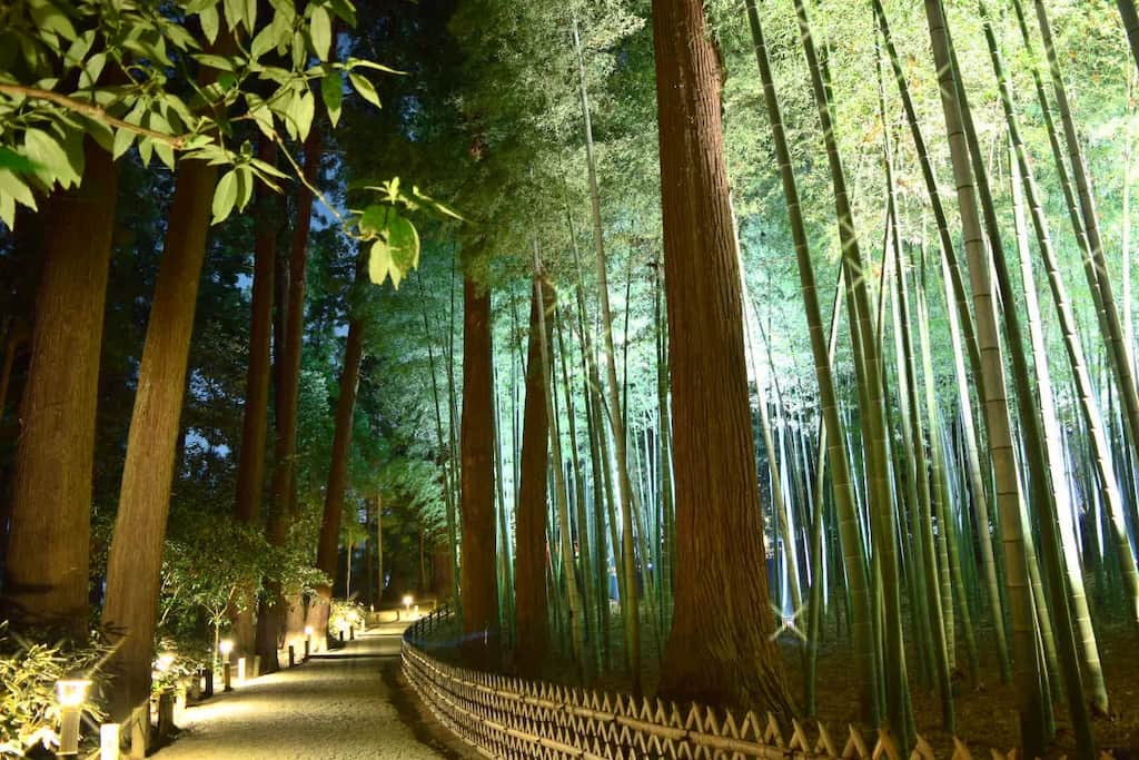 偕楽園の竹林