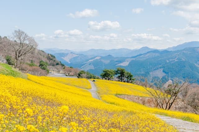翠波高原