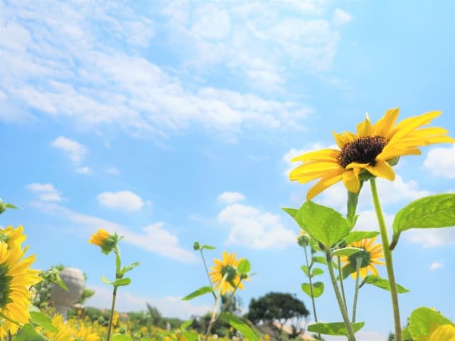 東京ドイツ村【袖ケ浦市永吉】