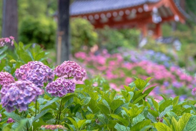 三室戸寺  あじさい