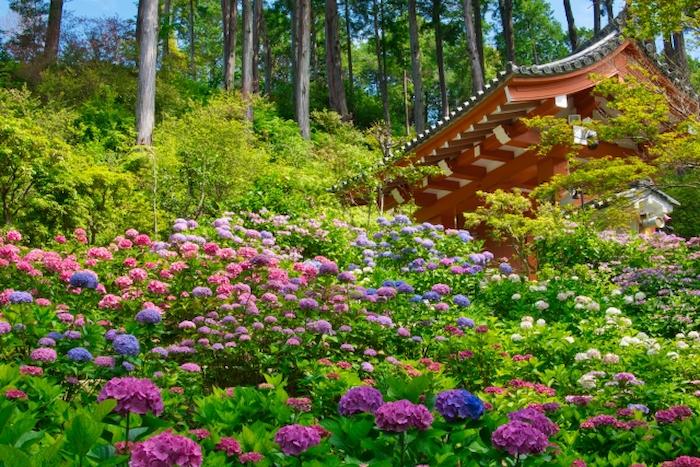 三室戸寺　あじさい