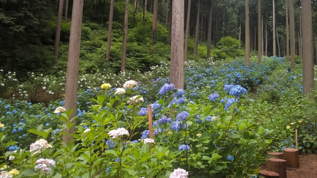 南沢あじさい園