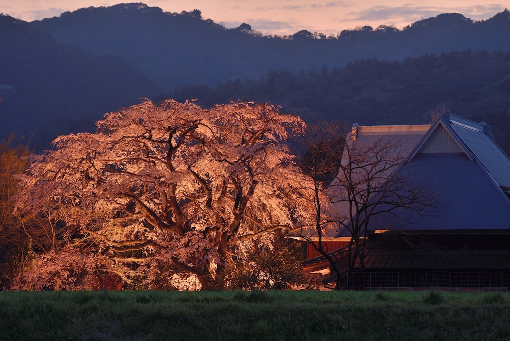ライトアップされた宝珠寺の枝垂れ桜