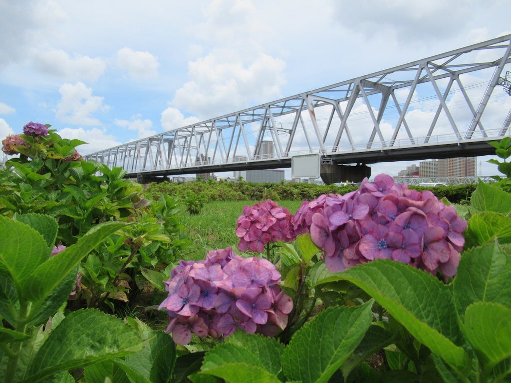 小岩菖蒲園