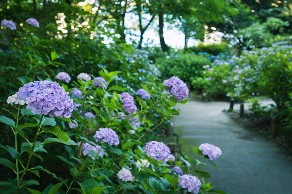 あじさい公園