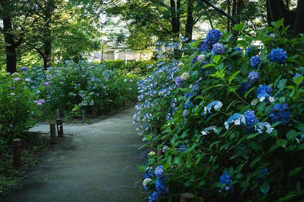 あじさい公園
