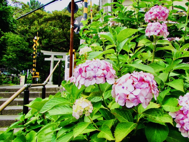 御霊神社のあじさい